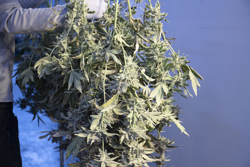 Hanging Freshly Cut Cannabis Plant